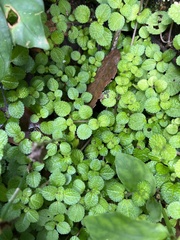 Pilea nummulariifolia