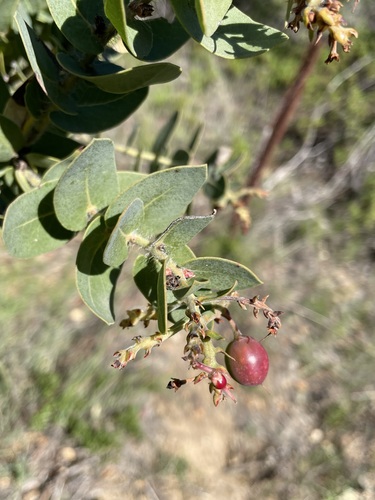 Pink-flowered Refugio Manzanita fruiting