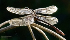 Aphylla angustifolia