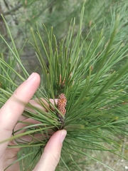Pinus pinea