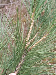 Pinus pinea