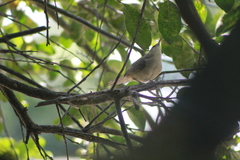 Phacellodomus rufifrons