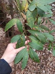 Laurus nobilis