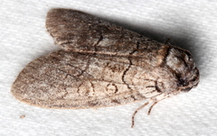 Discophlebia celaena