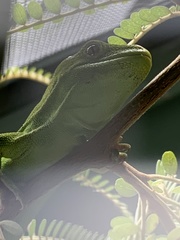 Naultinus punctatus