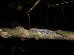 Cyrtodactylus majulah