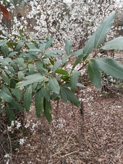Laurus nobilis