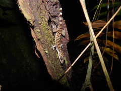 Cyrtodactylus majulah
