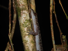 Cyrtodactylus majulah