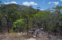 Terminalia porphyrocarpa