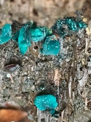 Chlorociboria aeruginascens image