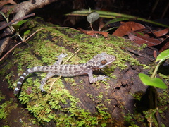 Cyrtodactylus majulah