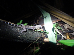 Cyrtodactylus majulah