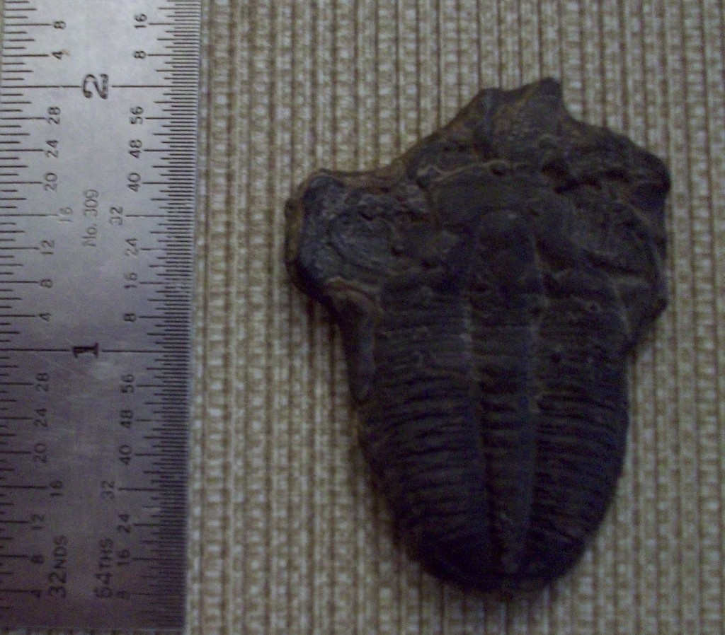 Ptychopariida