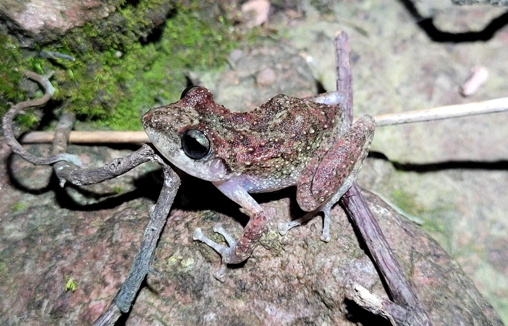Rock-Dwelling Robber Frog