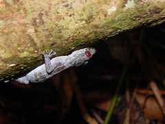 Cyrtodactylus majulah