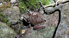Pristimantis rupicola