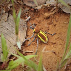 Teratopactus vittatus