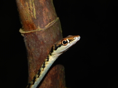 Dendrelaphis haasi