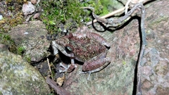Pristimantis rupicola