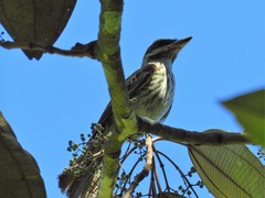 Myiodynastes maculatus