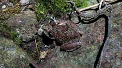 Pristimantis rupicola