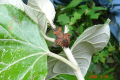 Piezogaster auriculatus