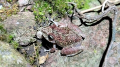 Pristimantis rupicola