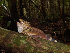 Gonocephalus liogaster