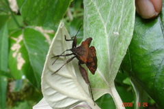 Piezogaster auriculatus