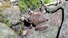 Pristimantis rupicola