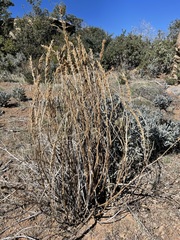 Thermopsis macrophylla