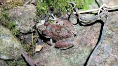 Pristimantis rupicola