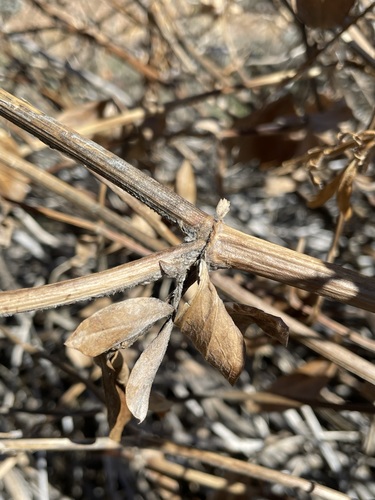Image of Thermopsis macrophylla by (c) Matt Berger, some rights reserved (CC BY)