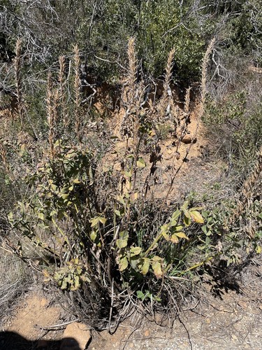 Santa Ynez goldenbanner (Thermopsis macrophylla)