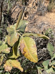 Thermopsis macrophylla