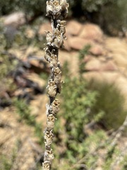 Sairocarpus multiflorus