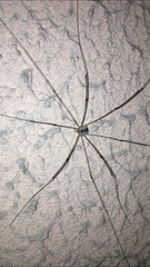 Leiobunum religiosum