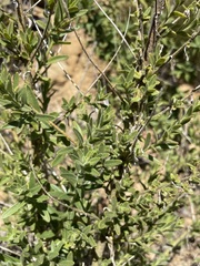 Sairocarpus multiflorus