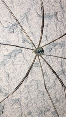 Leiobunum religiosum