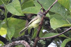 Myiopagis gaimardii
