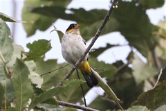 Hemithraupis flavicollis