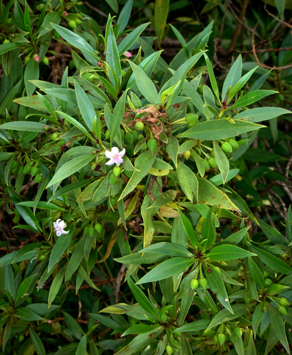 Kermadec ngaio (Myoporum rapense)
