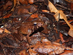 Pulchrana baramica