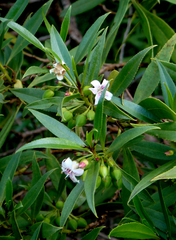 Myoporum rapense kermadecense
