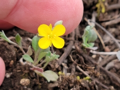 Physaria recurvata