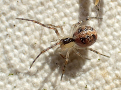 Theridion punctipes