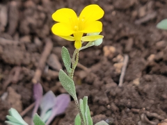 Physaria recurvata