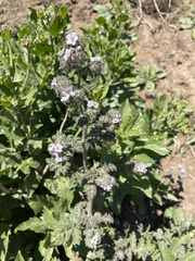 Phacelia cicutaria hispida