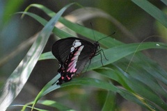 Parides ascanius
